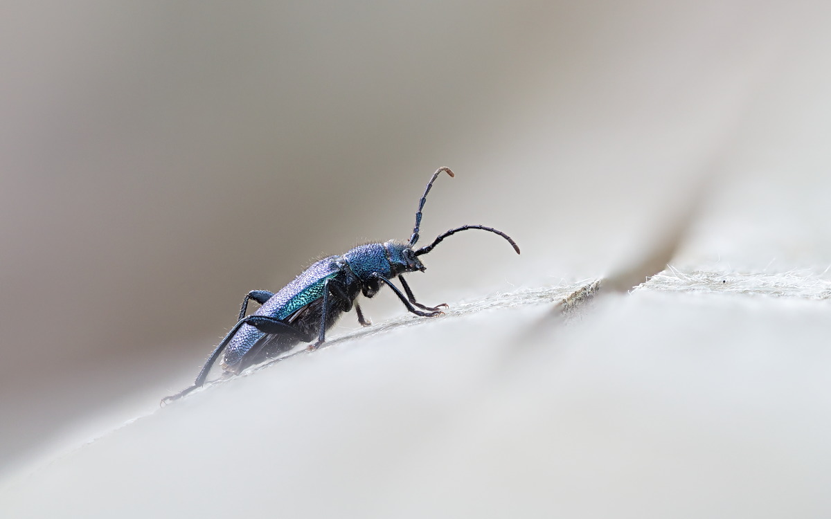 Callidium violaceum 03 Blauvioletter Scheibenbock.jpg