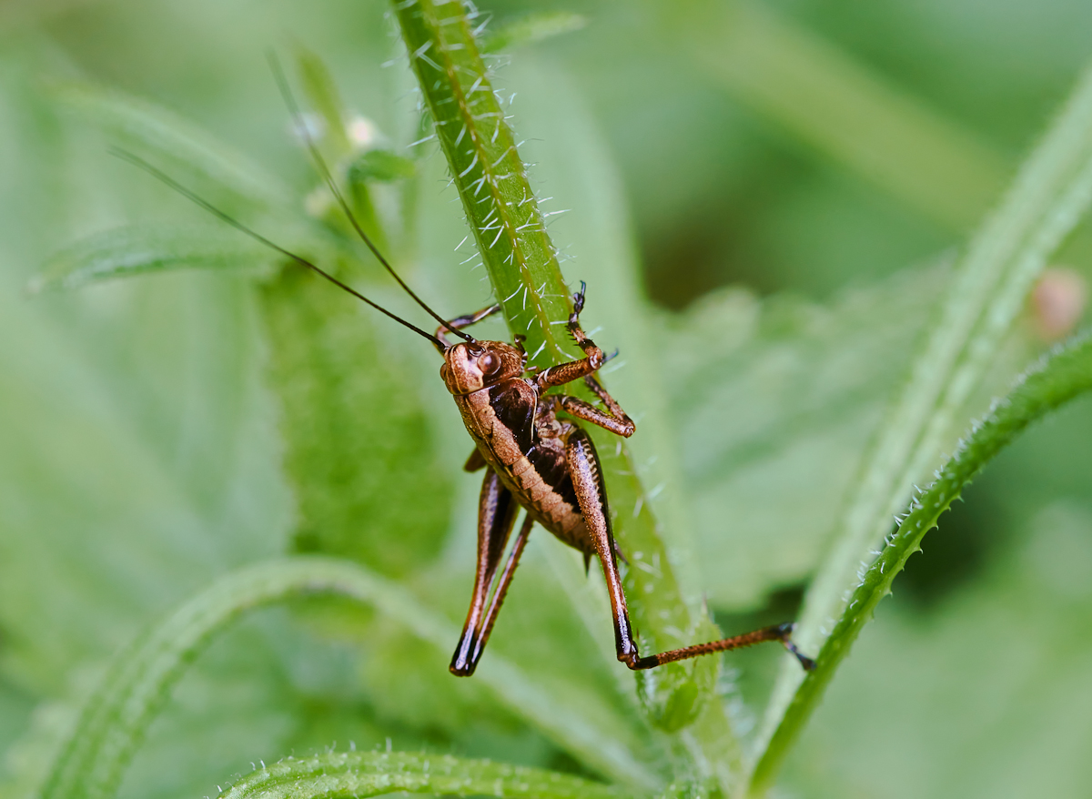 Gewöhnliche Strauchschrecke - Larve 1.jpg