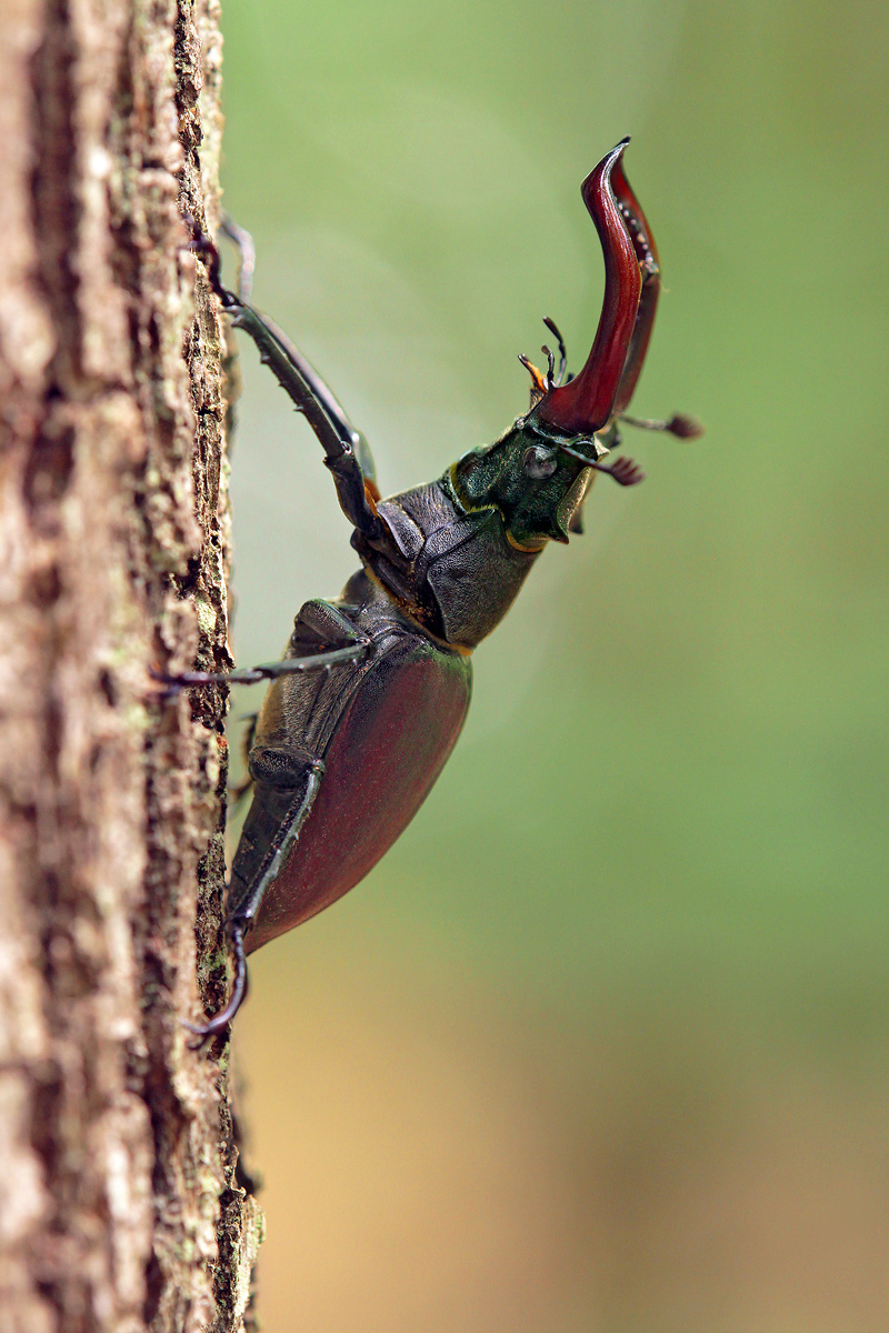 Lucanus_cervus_m_IMG_6058_1200.jpg