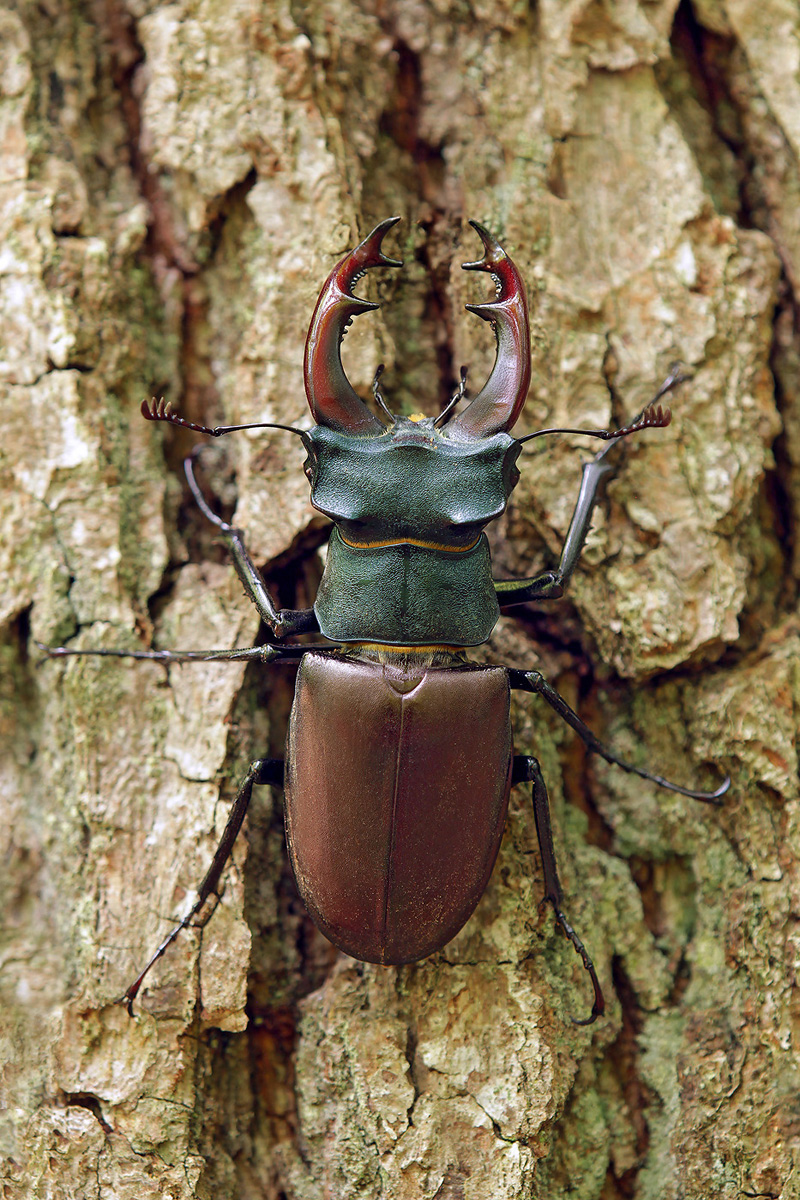 Lucanus_cervus_m_IMG_6121_1200a.jpg