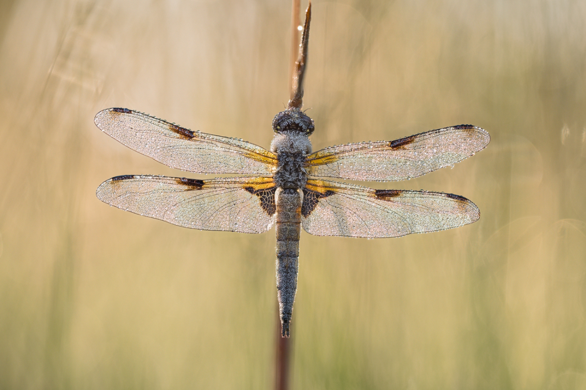 2024-06-29 20-56-11 (C,S4) 446NZ6II 25er stack Vierfleck-fix Kopie.jpg