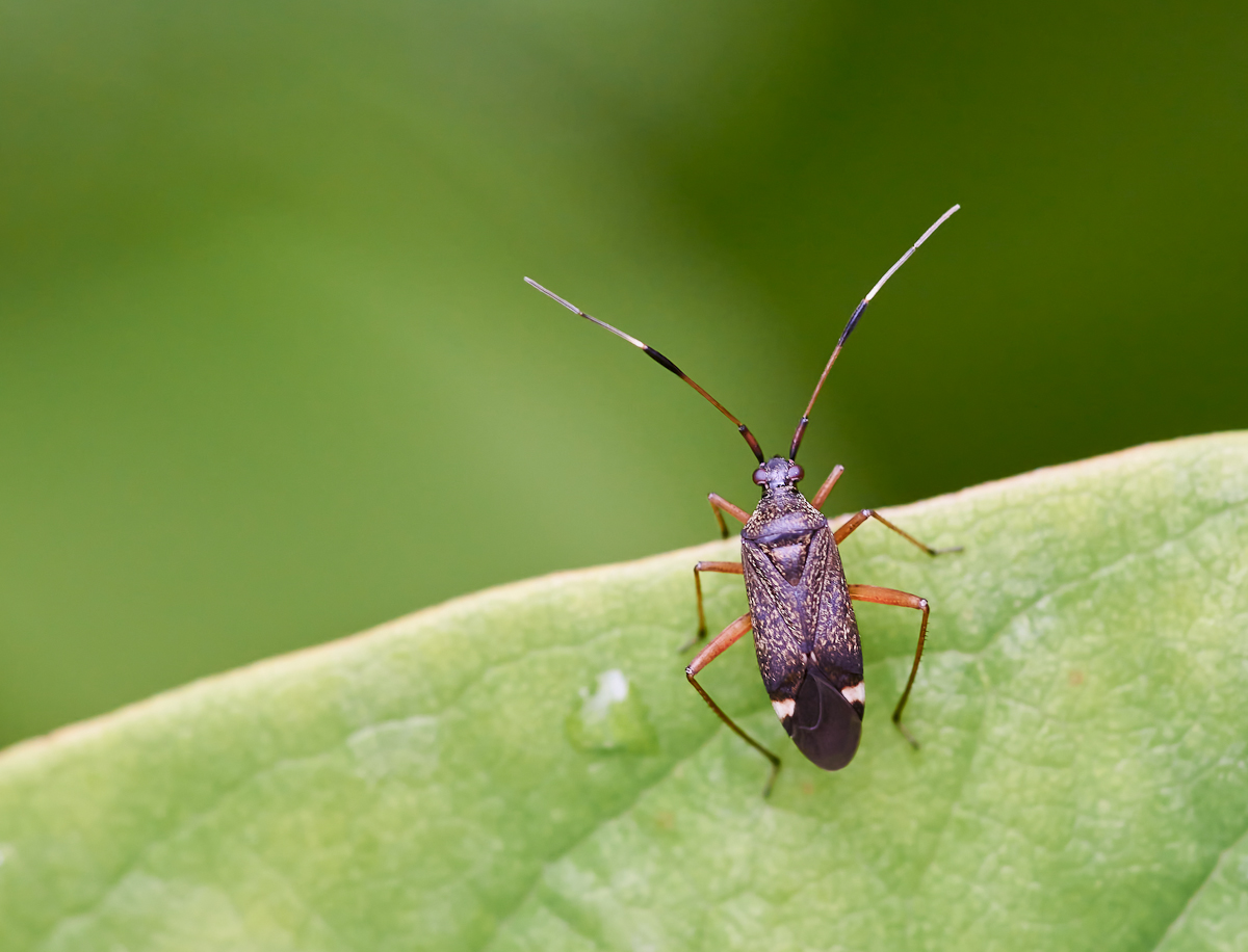 Zweikeulen-Weichwanze 1.jpg