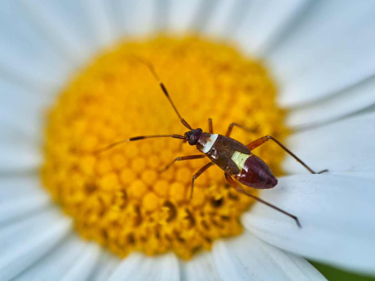 Zweikeulen-Weichwanze Nymphe.jpg
