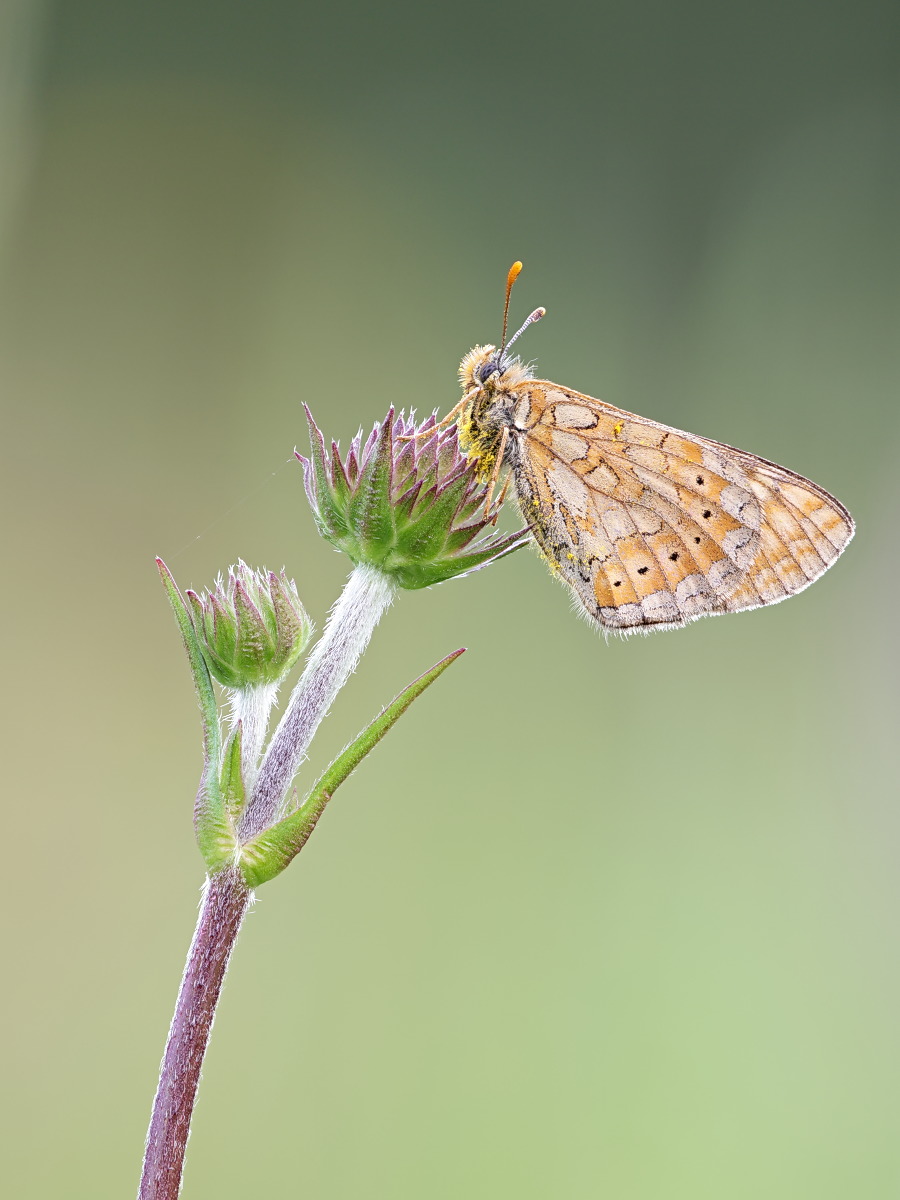 Euphydryas aurinia 01a Goldener Scheckenfalter.jpg