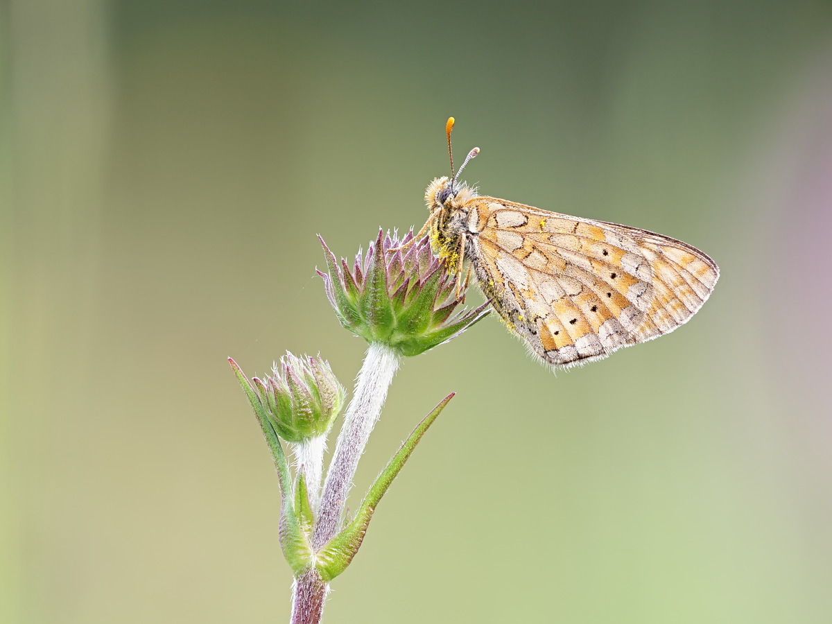 Euphydryas aurinia 01b Goldener Scheckenfalter.jpg