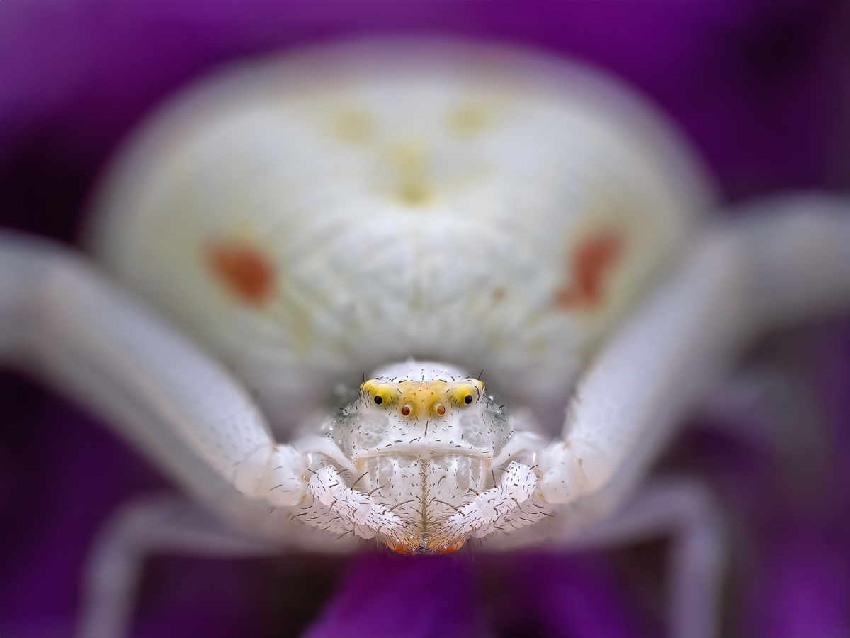 Krabbenspinne-WA-korrigiert.jpg