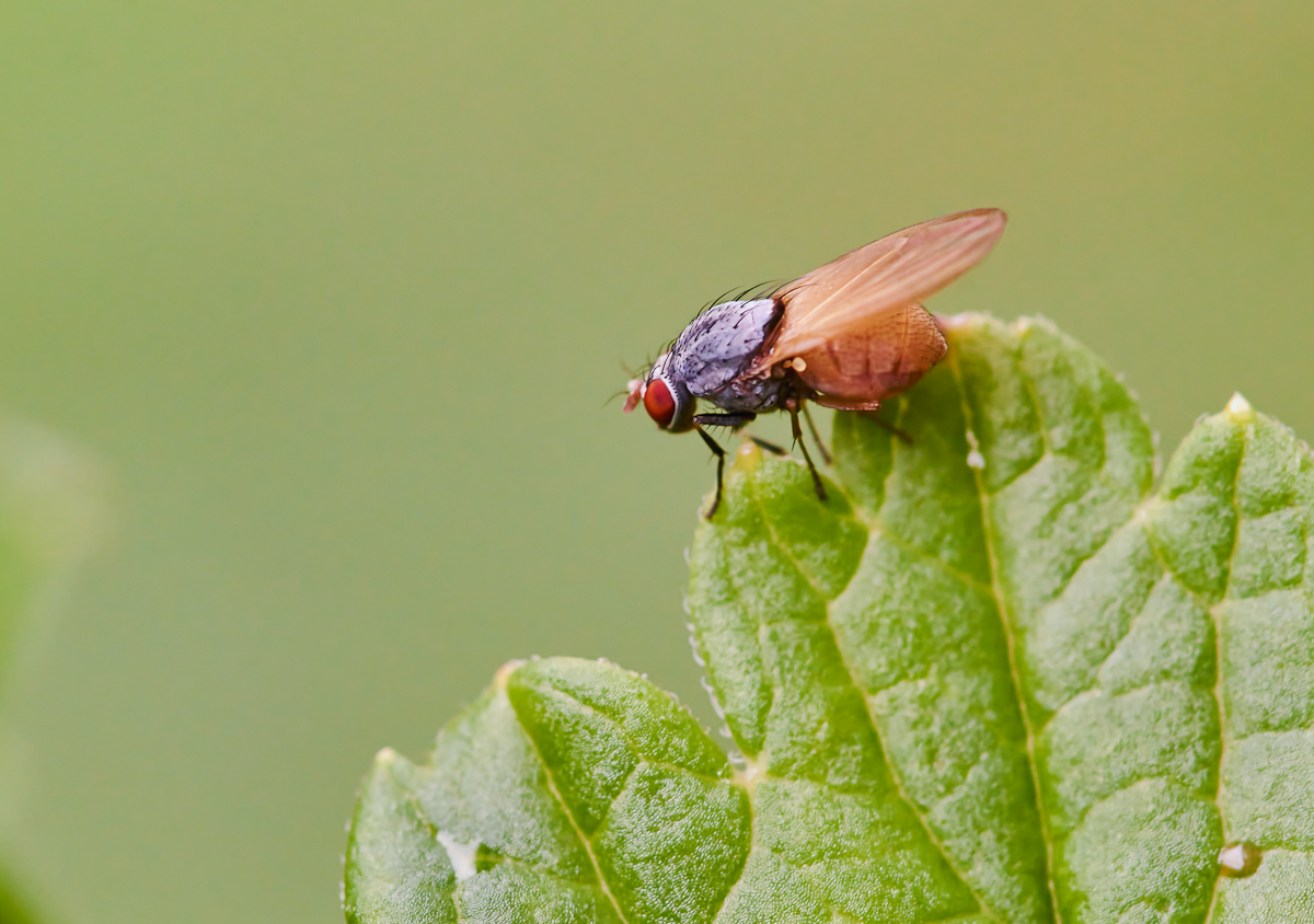 Polierfliege (Minettia sp.) 1.jpg