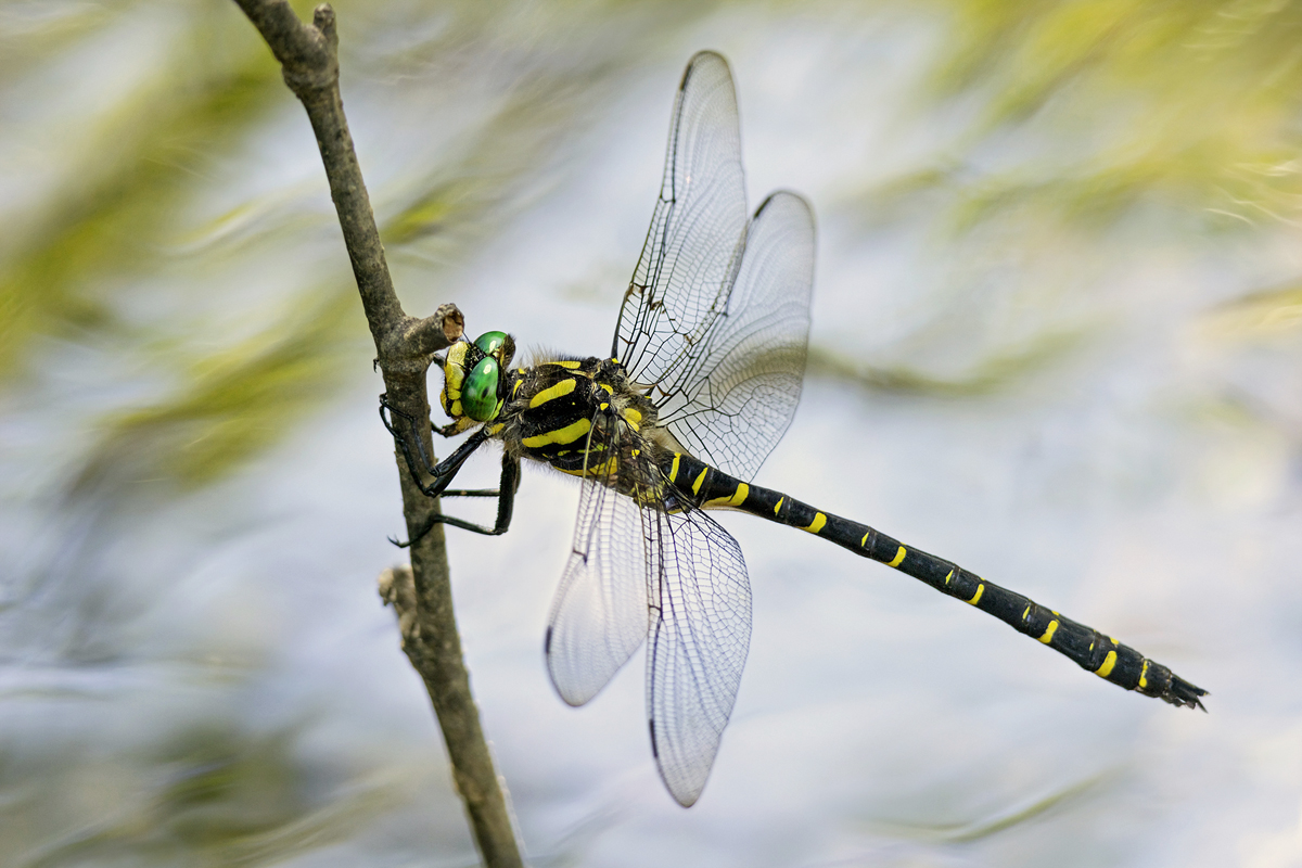 Fliegen.... Kopie_MF..jpg