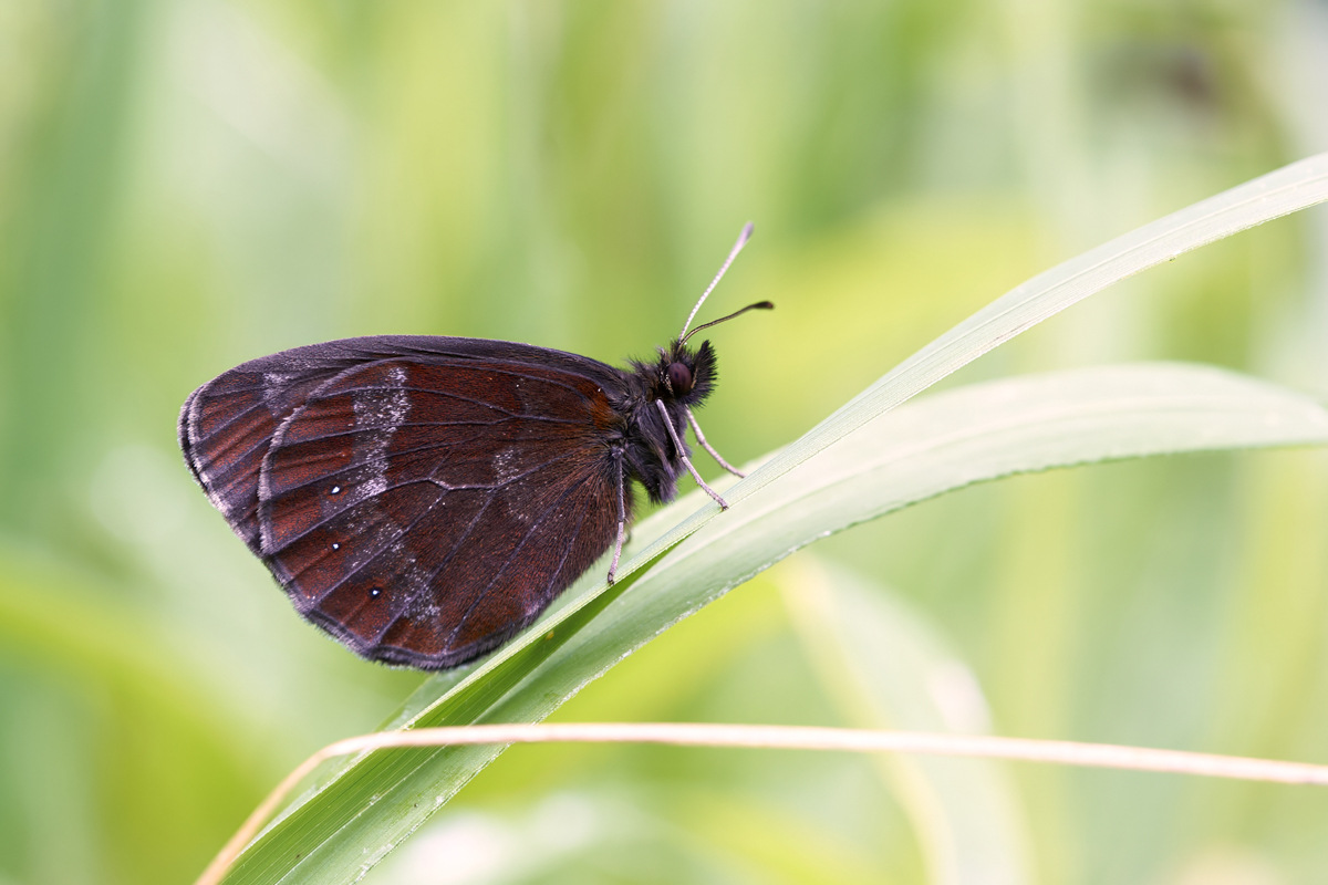 Erebia aethiops 093054_1200.jpg