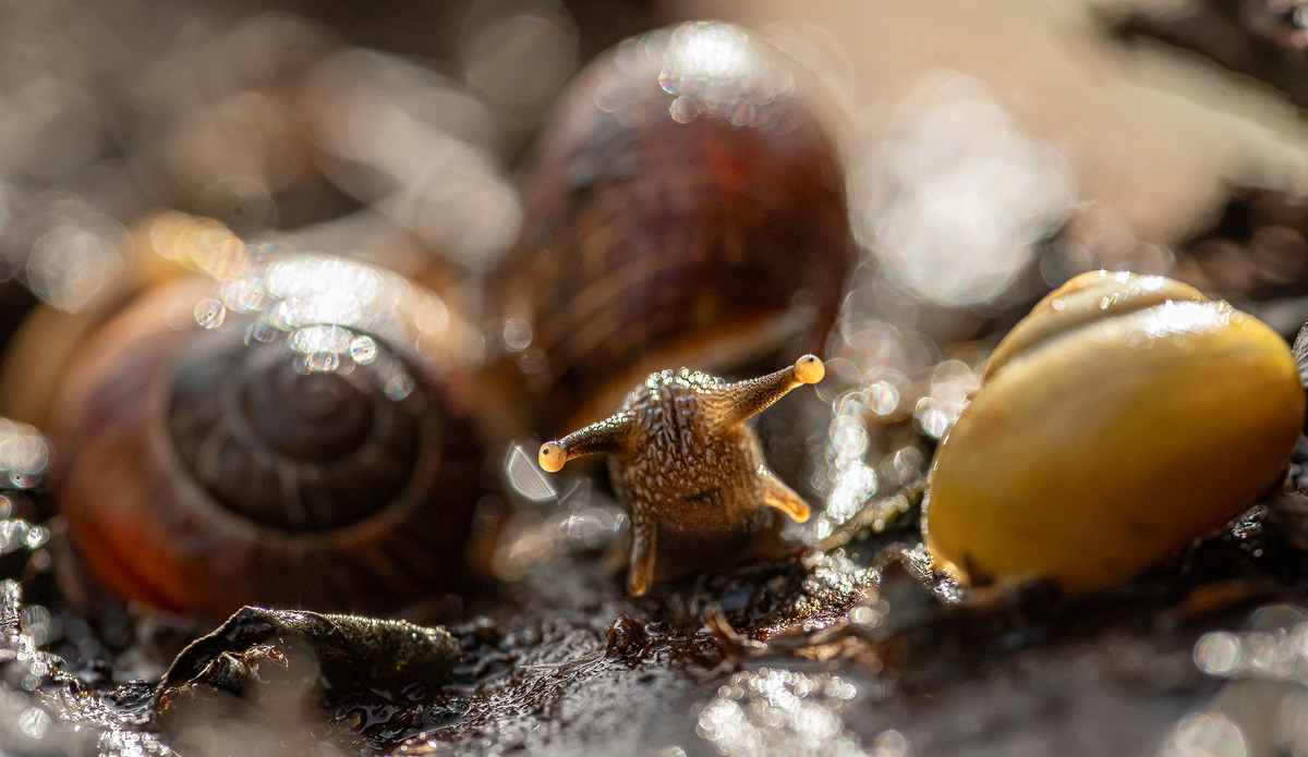 Schnecke 8a 2024.jpg