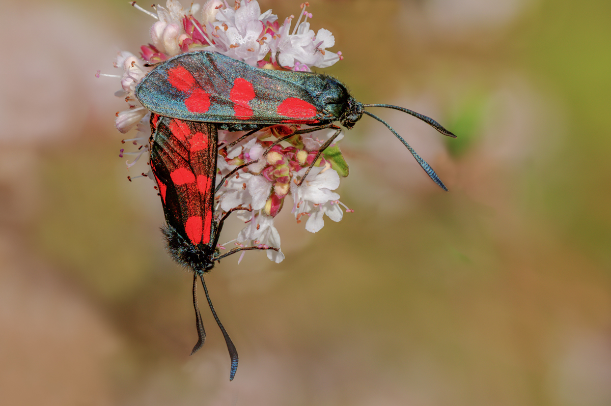 2024-07-22 15-40-26 (B,Radius6,Smoothing4)45-Bearbeitet.jpg