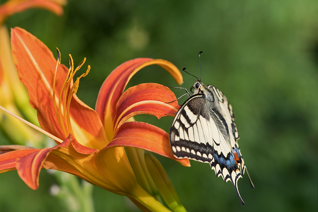 DSC_5031k.jpg