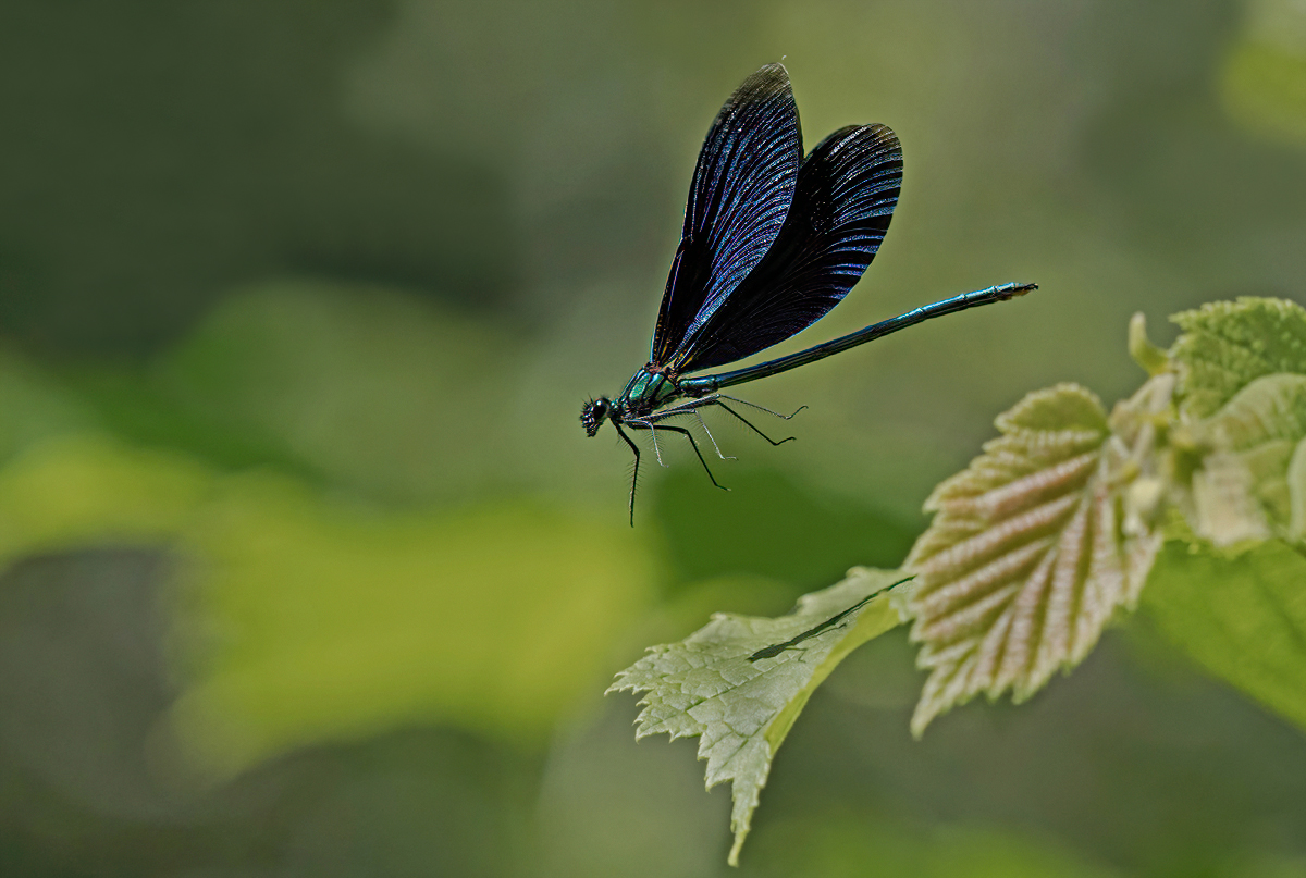 P7130362NP1.jpg