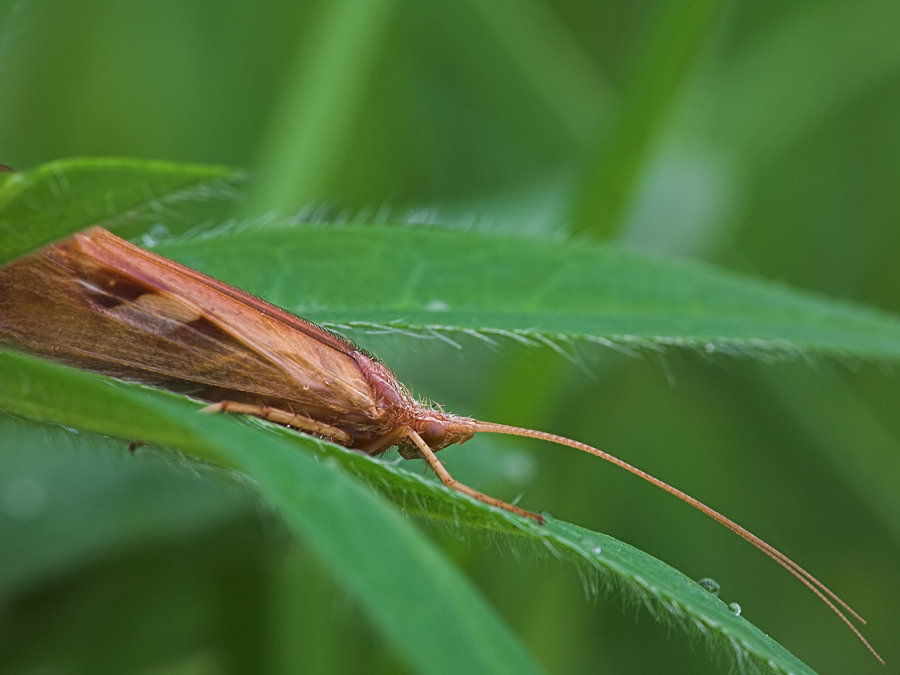 1.E.6763 1.5 16.0 125 orlenIMG_6763Zünsleru-01_filtered.jpg