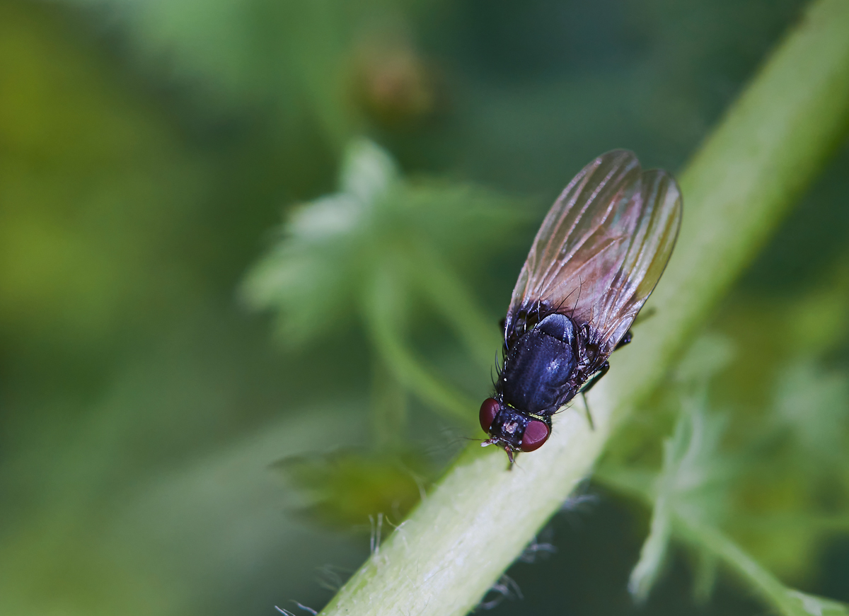 Minettia longipennis 2.jpg