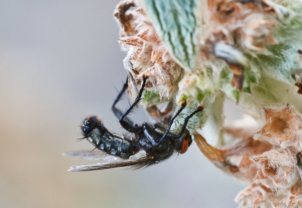 Fleischfliege, männlich.jpg