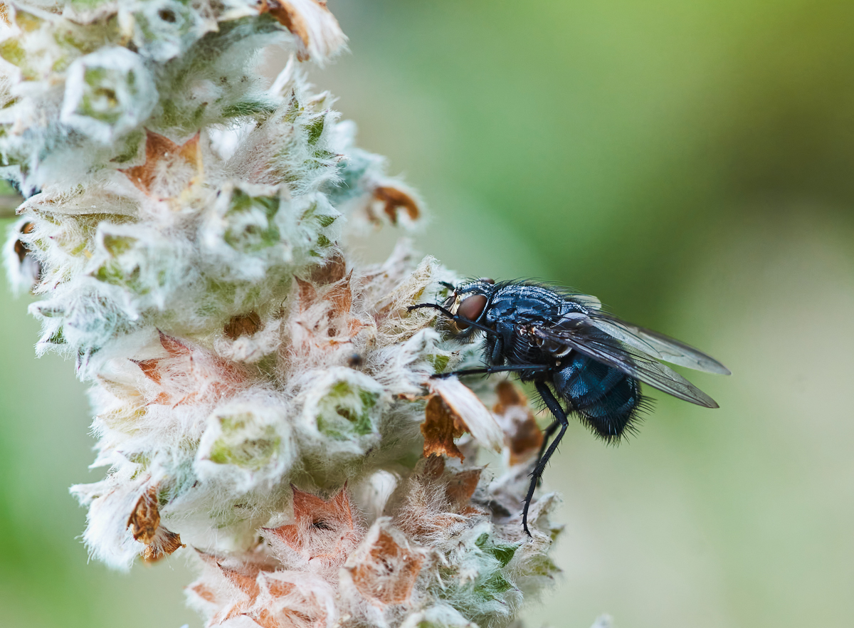 Fleischfliege weiblich.jpg