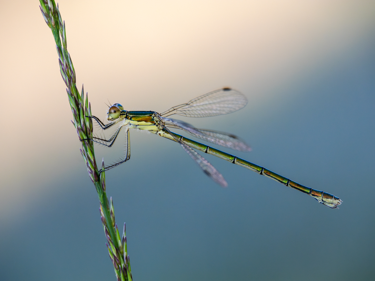 P1034704_rsWS1200.jpg