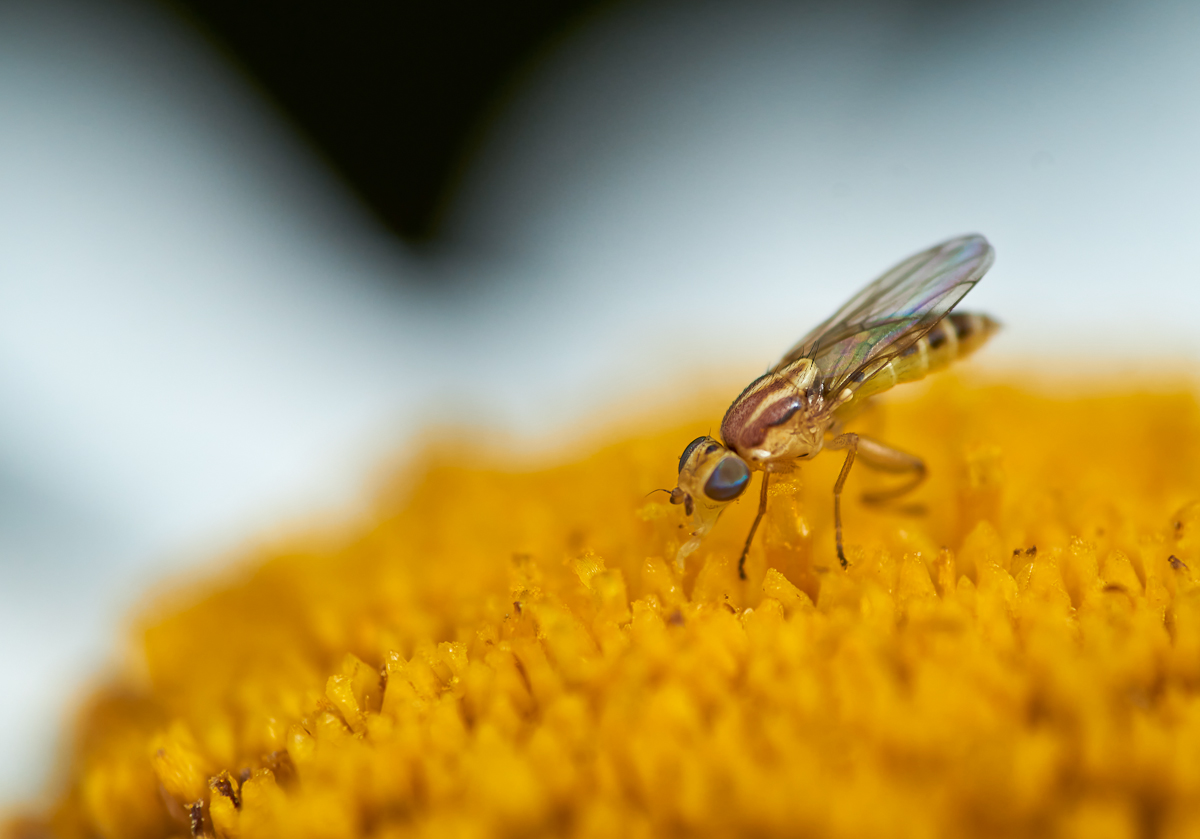 Meromyza femorata 2.jpg