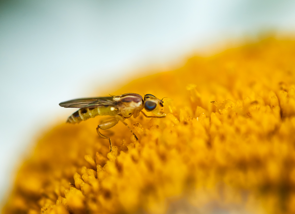 Meromyza femorata 3.jpg