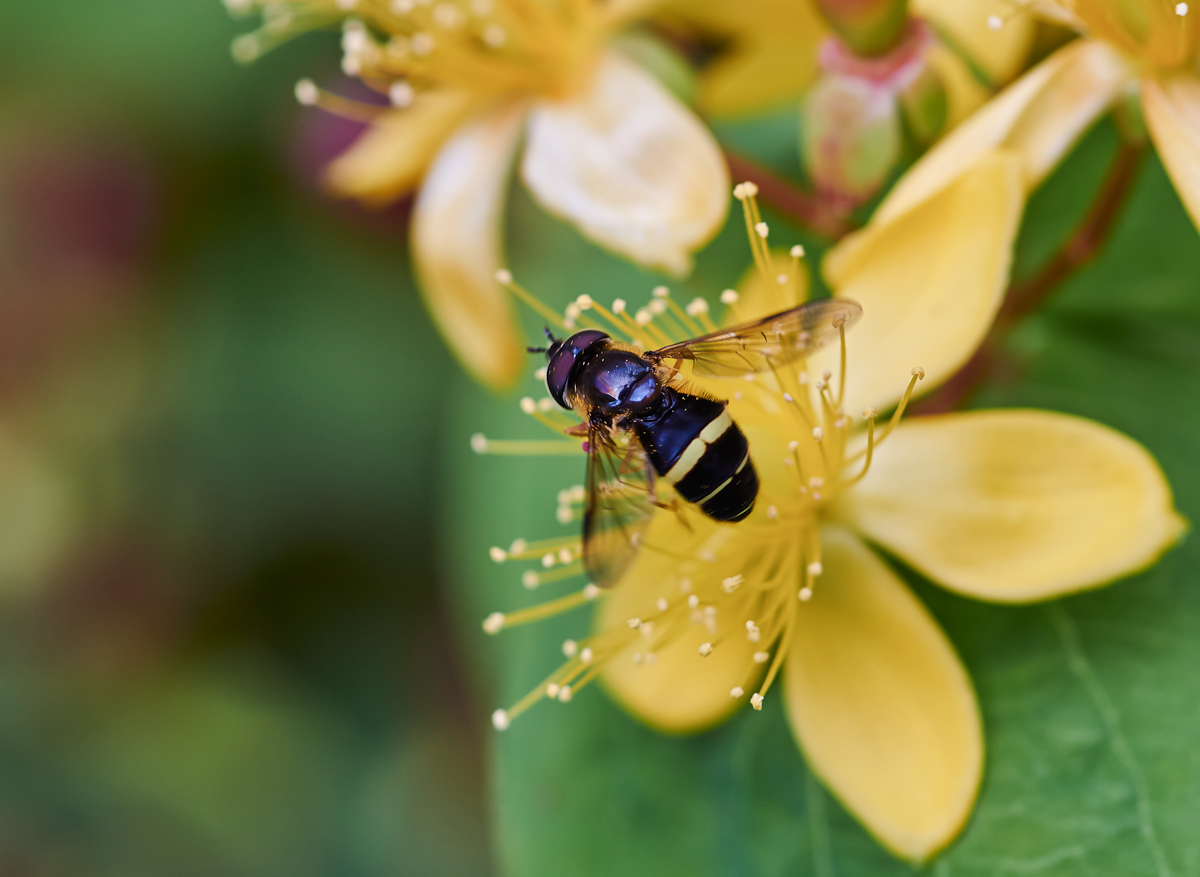 Breitband-Waldschwebfliege.jpg