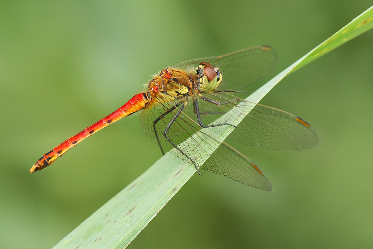 Sympetrum depressiusculum_m_IMG_5554_1200.jpg