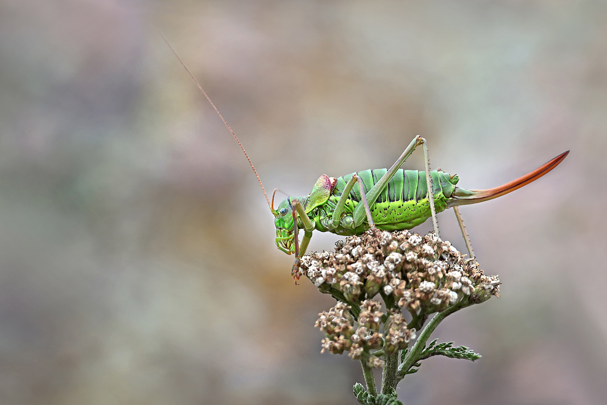 Steppen-Sattelschrecke - MF.Kopie_bearbeitet-1.jpg