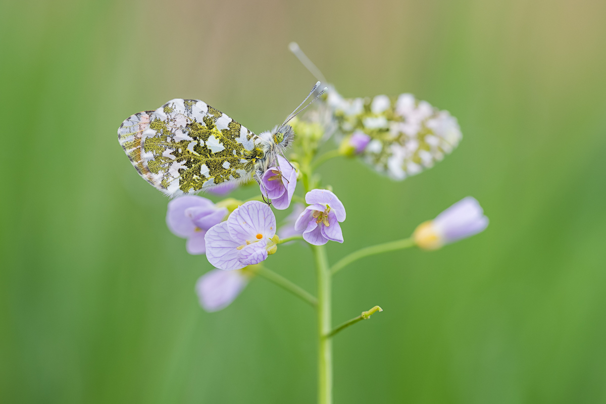 20240413-20240413-IMG_2170 ZS5 1-25 f45 200 100-b.jpg