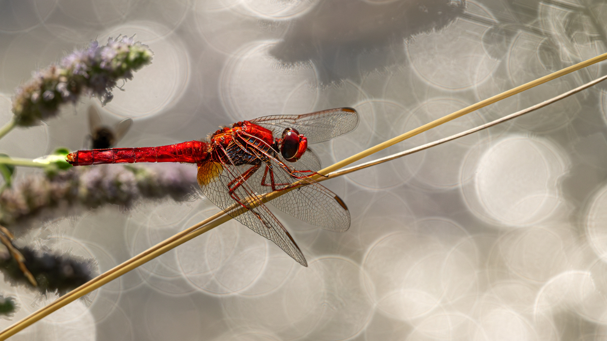 Heidelibelle 12a 2024.jpg