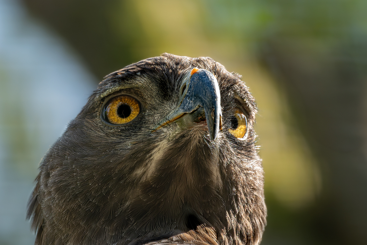 Echter Adler Aquila pomarina 6a 2024.jpg