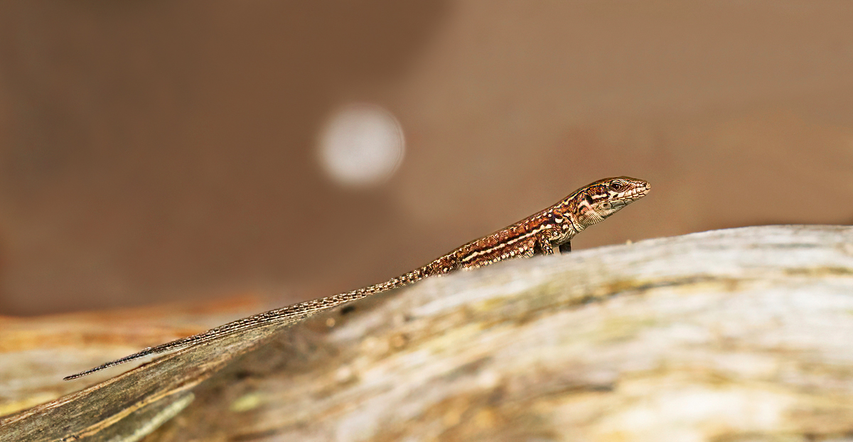 P9200820NP.jpg