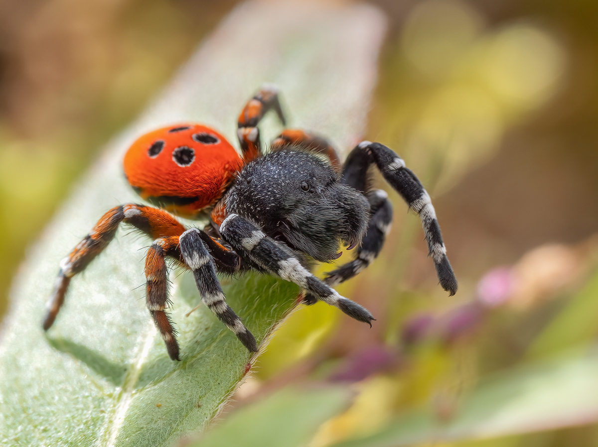Rote-Röhrenspinne-2.jpg