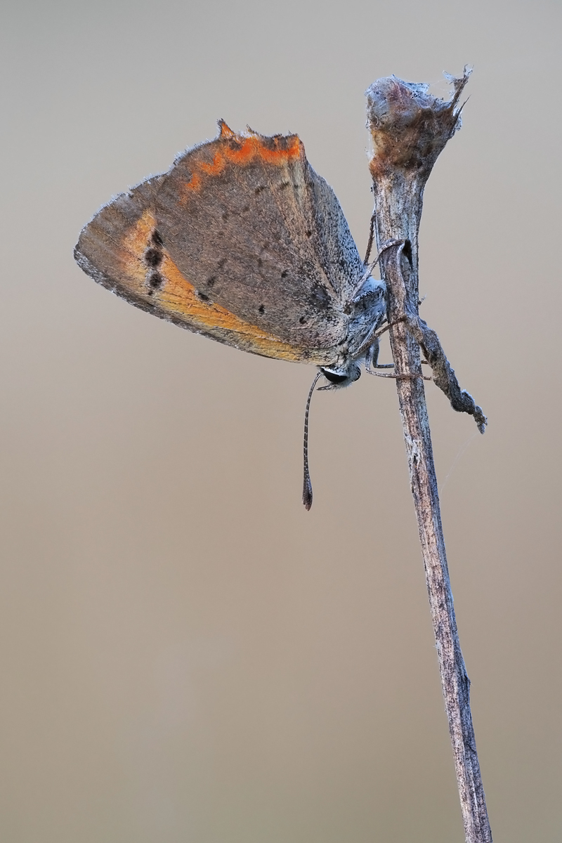 feuerf-stack-9233714-32.jpg