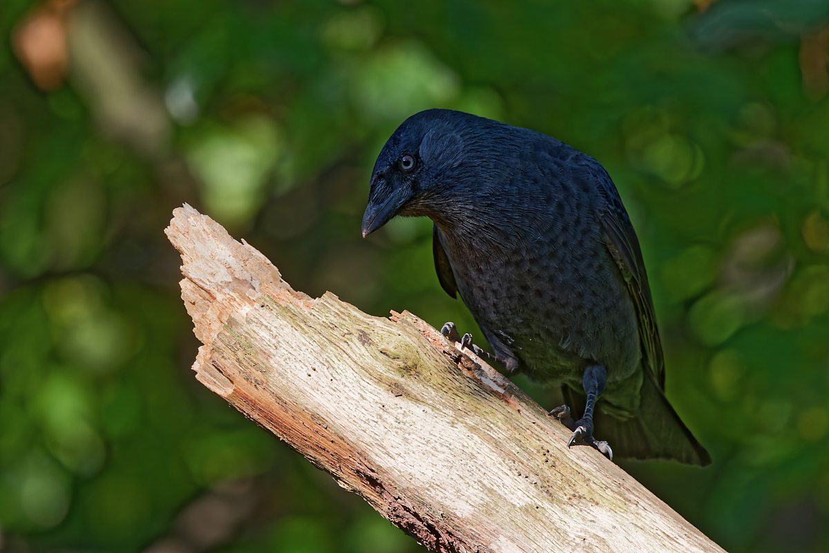 8W5A8362_DxOklein_DxO.jpg