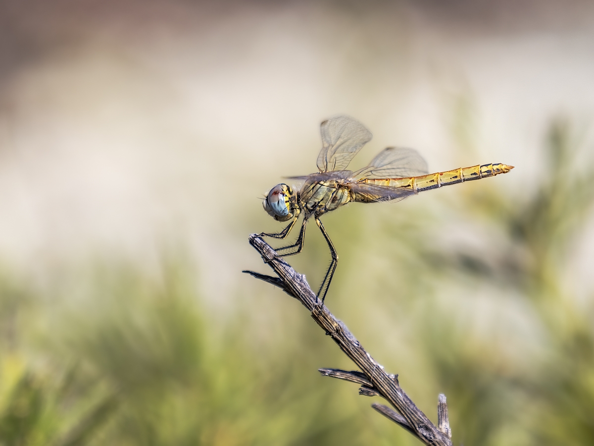 heidi03a (1 von 1).jpg