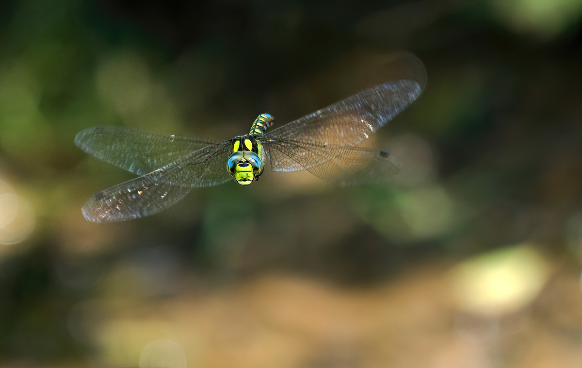 P8090130NP1.jpg