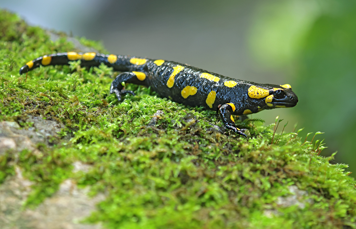 Feuersalamander_Herbst_8W8A4976_1200.jpg