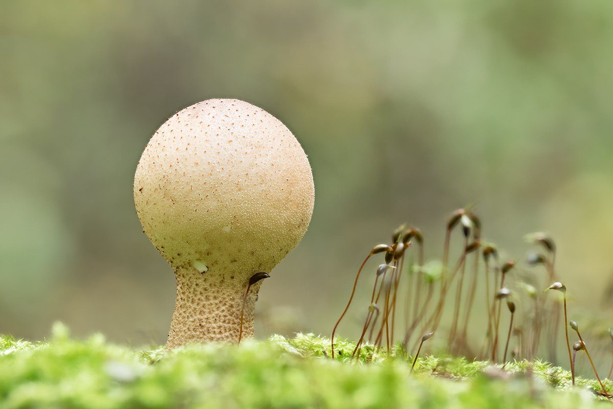 Pilz_1_1.jpg