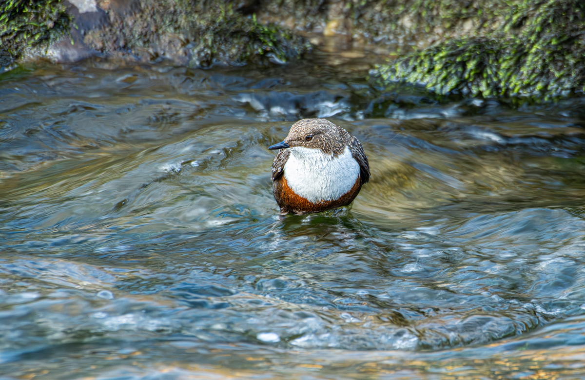 Wasseramsel 4a 2024.jpg
