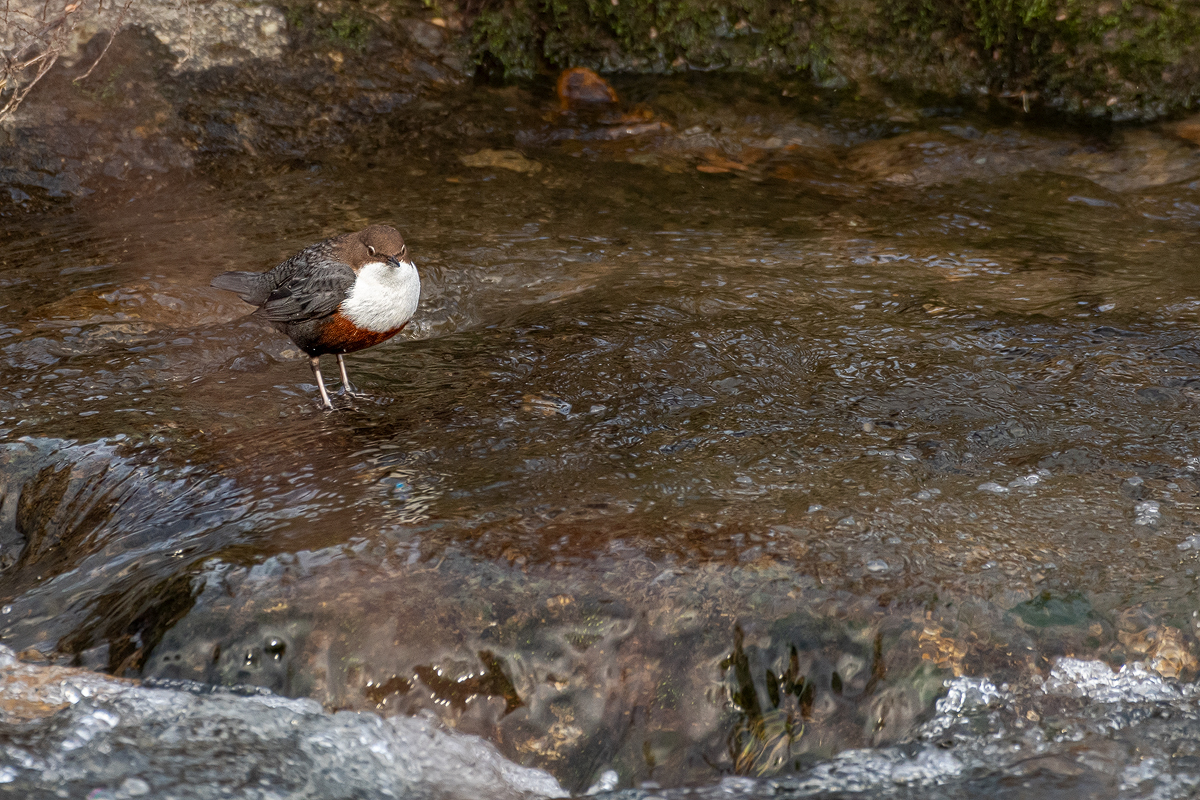 Wasseramsel 1a 2024.jpg