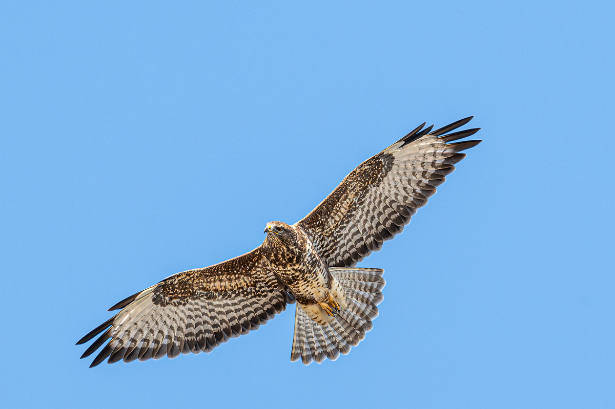 Mäusebussard 63a 2024.jpg