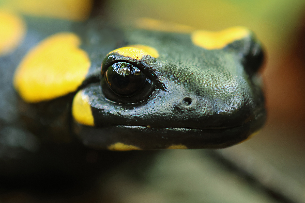 Feuersalamander_Porträt_8W8A6423_1200a_.jpg