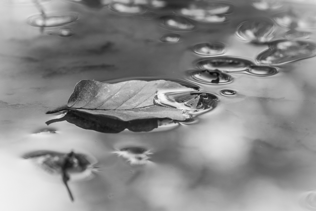 IMG_8916_in.s-w_ - Kopie.jpg