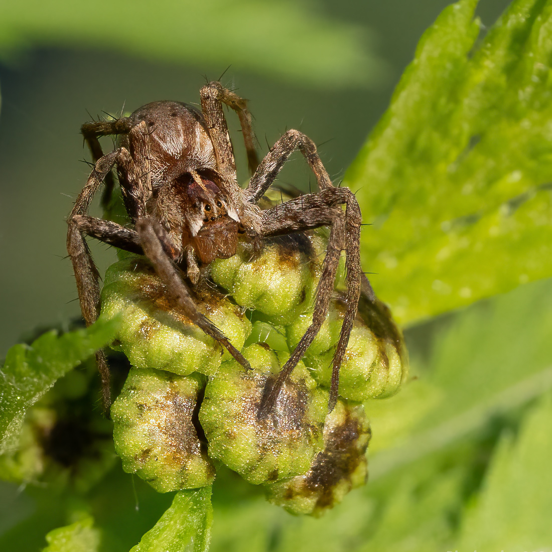 Pisaura-mirabilis---Listspinne.jpg