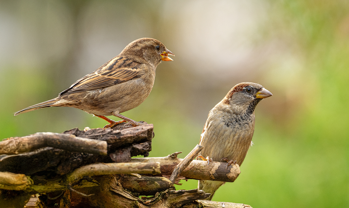 Sperling 5a 2024.jpg