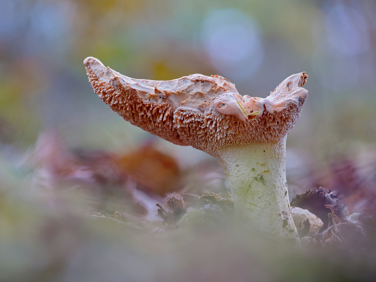 2024_11_01_Pilz.jpg