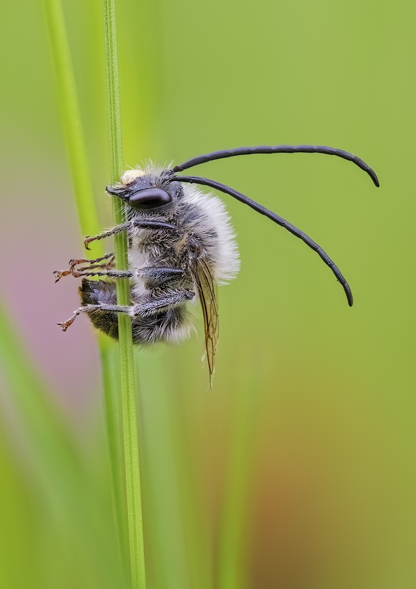 Longhorn02 (1 von 1).jpg