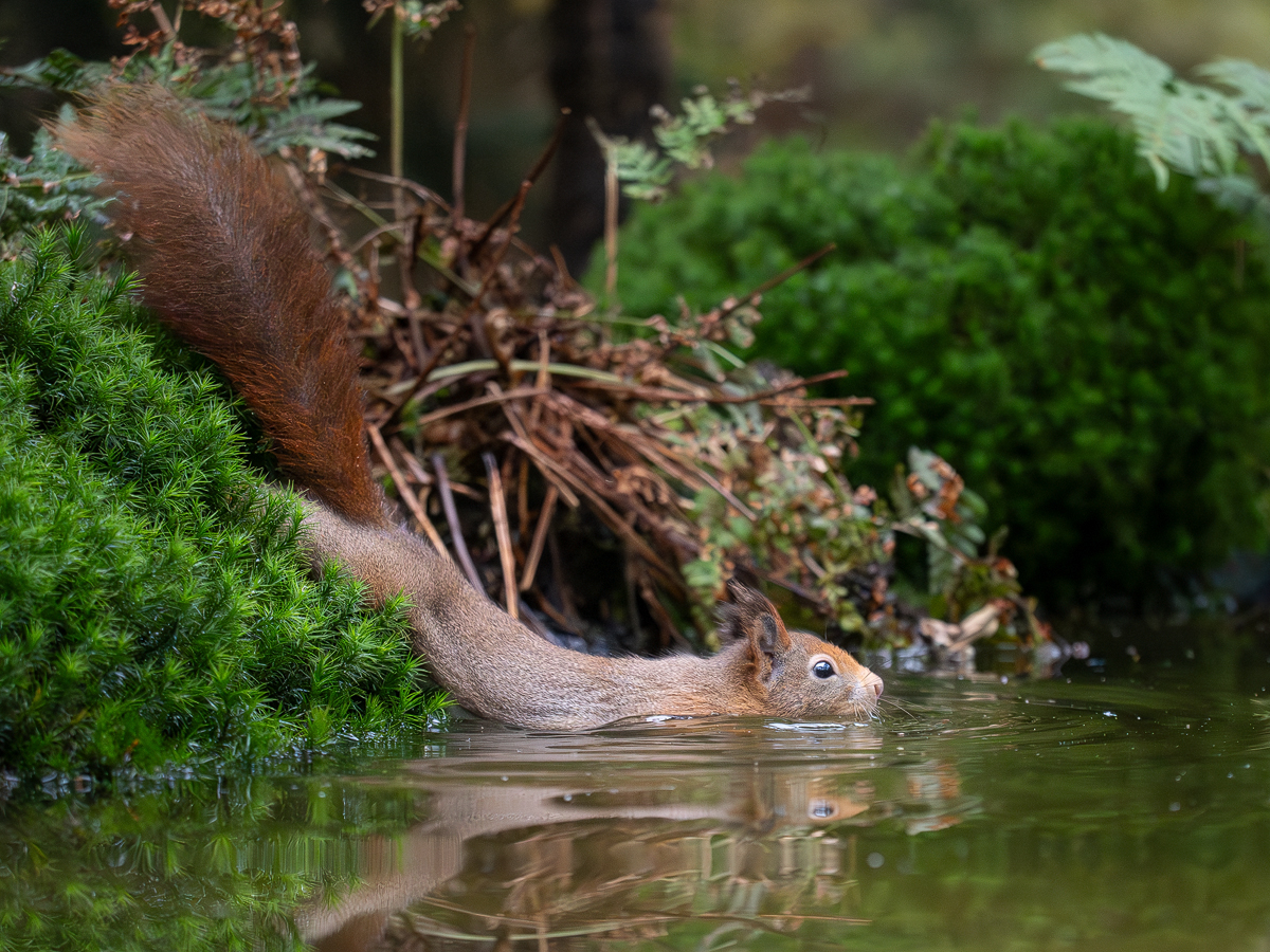 Eichhörnchen-gleitet-ins-Wasser.jpg
