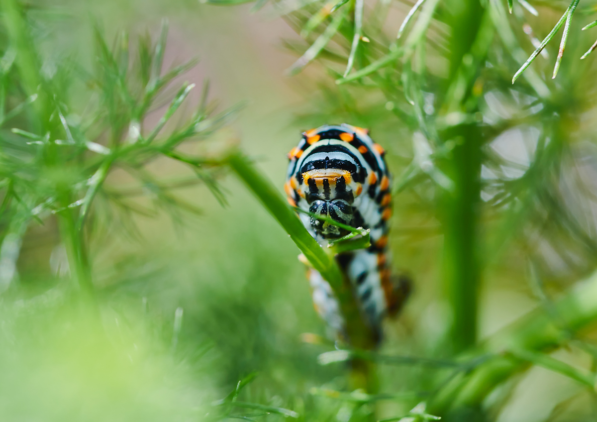 Schwalbenschwanzraupe 1.jpg