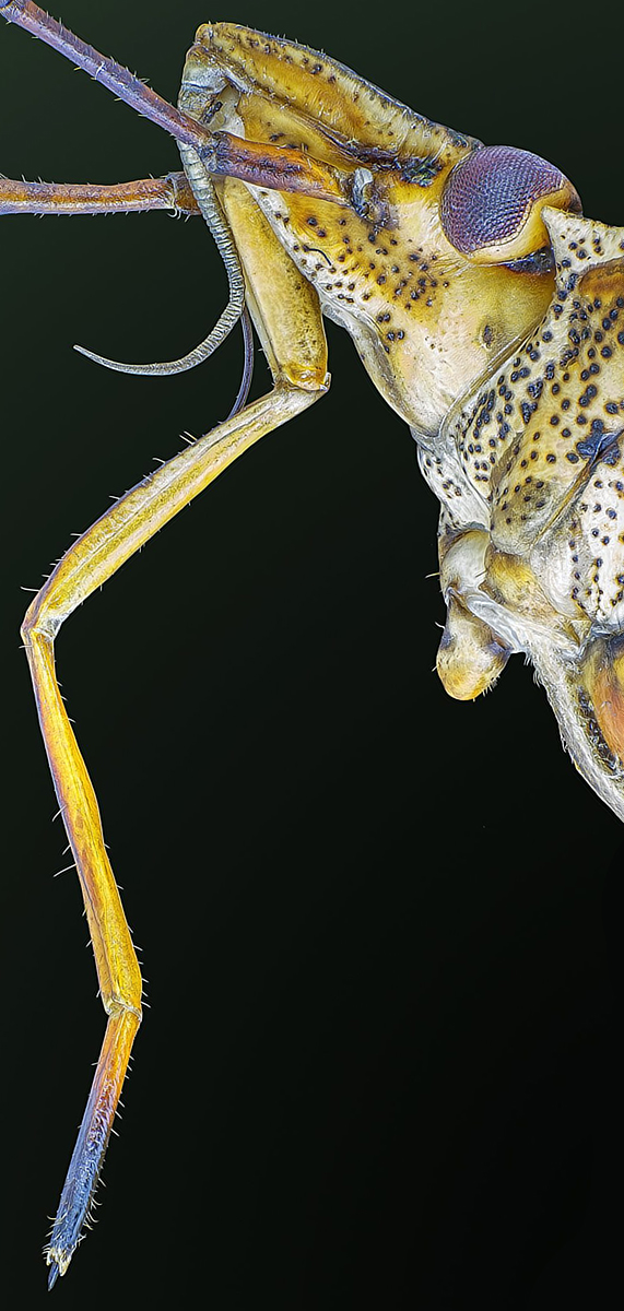 true_bug_2.jpg